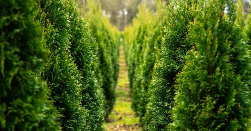 Planting Too Close Leads To Stress