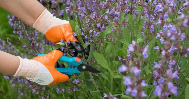 Lower Overall Plant Health And Vigor