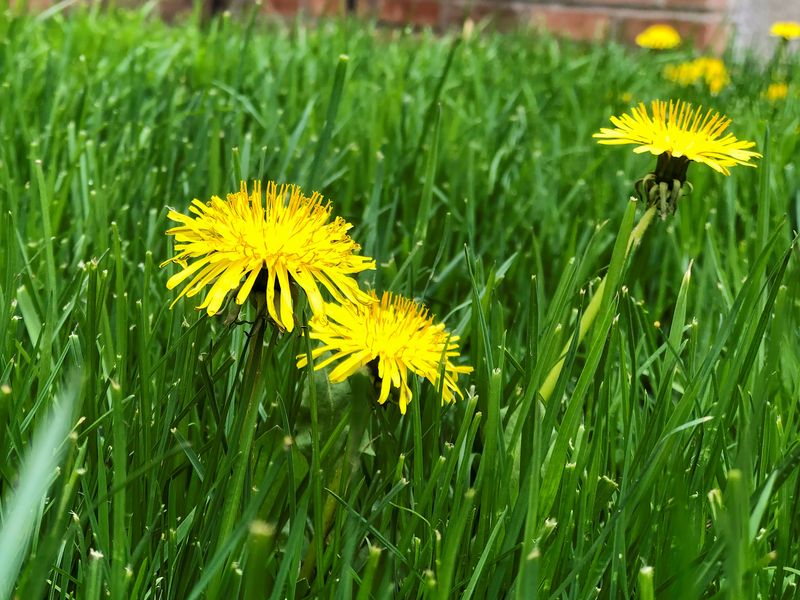 Opening The Lawn To Dandelions And Other Weeds