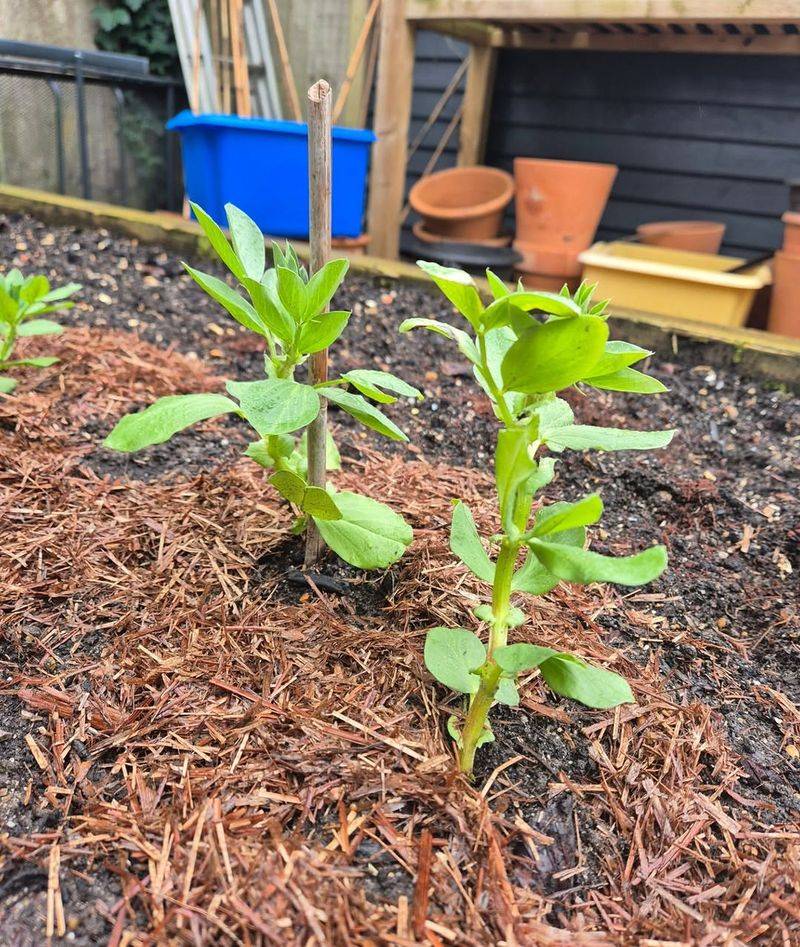 Bare Soil Without Mulch