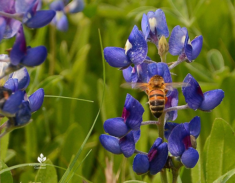Wildflower Patches Often Work Better Than Skipping The Whole Lawn