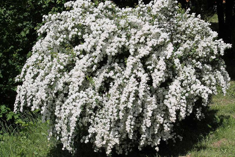 Bridal Wreath Spirea (Spiraea prunifolia)