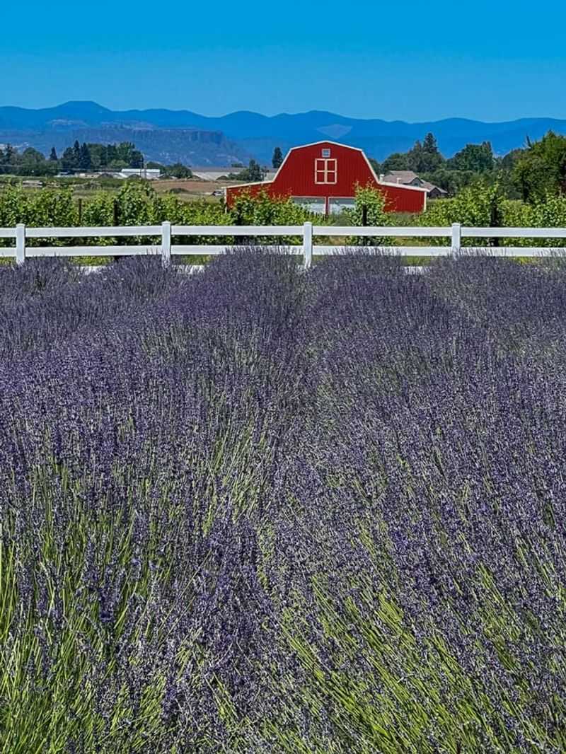 Warmer Regions Of Oregon Allow Earlier Spring Pruning