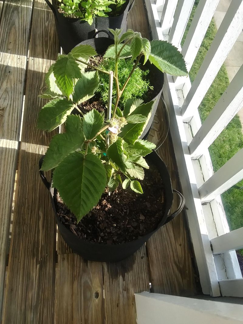 Full Sun Supports Better Growth And Fruit Production