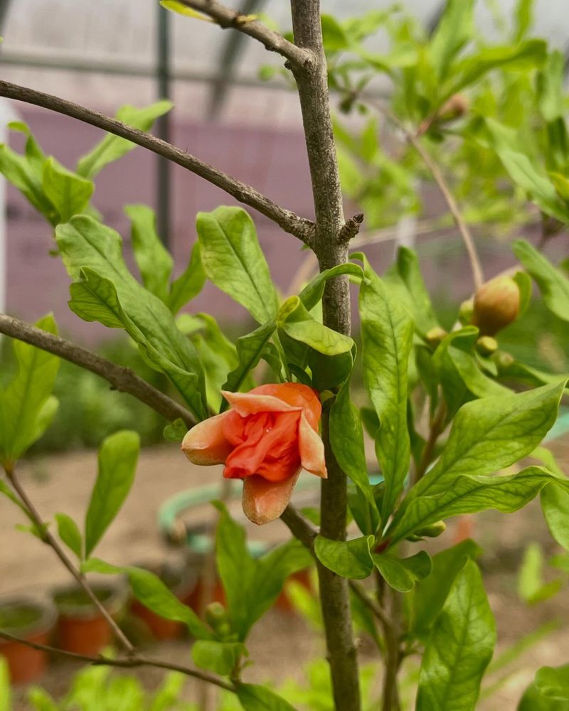 Full Sun Supports Strong Growth And Fruit Production