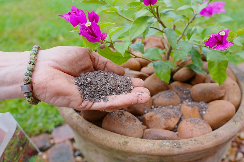 Light Feeding Encourages New Growth Without Overstimulating Plants