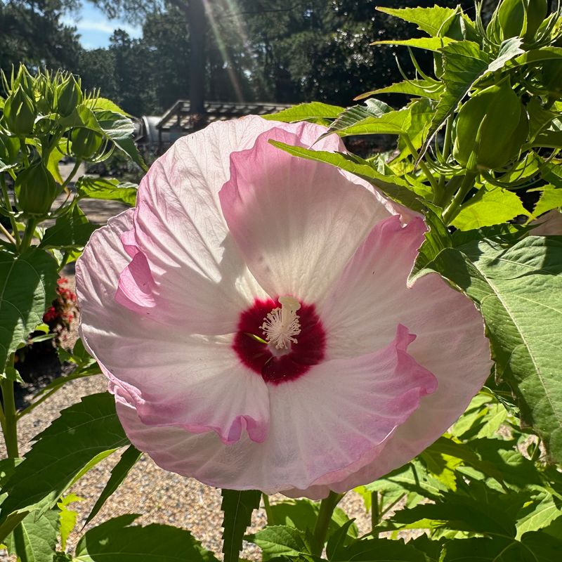 Regular Feeding Supports Continuous Blooming Regular Feeding Supports Continuous Blooming