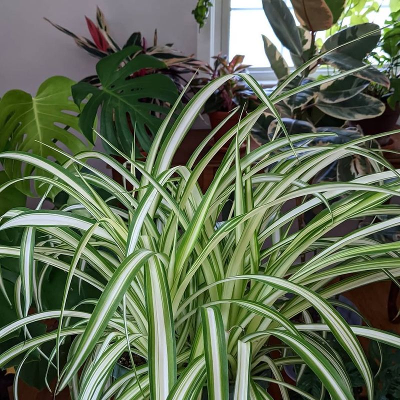 Mature Plants Produce More Offsets Than Young Ones