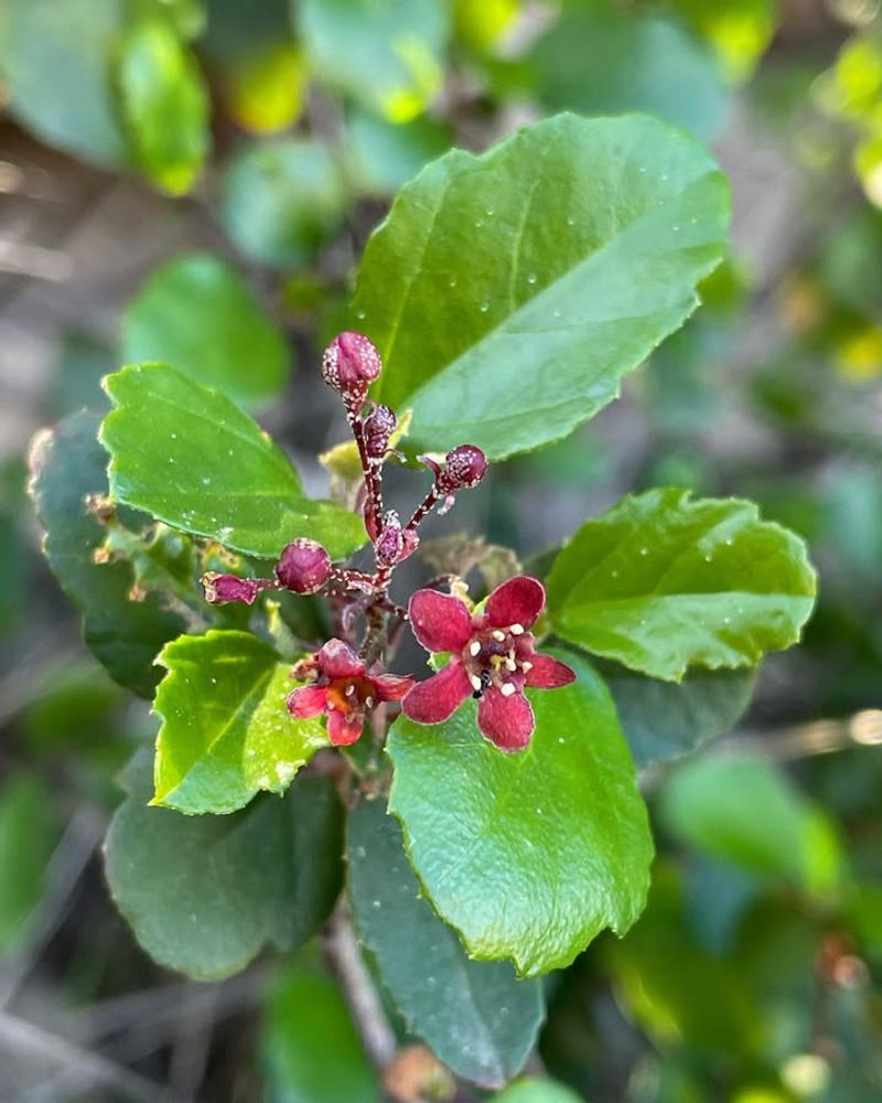 Evergreen Currant