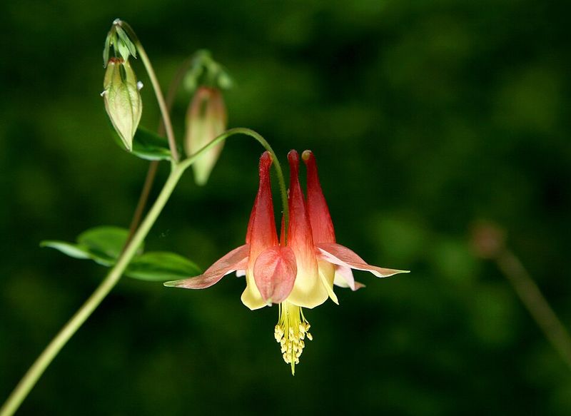Red Columbine Brings Bright Blooms To Shade