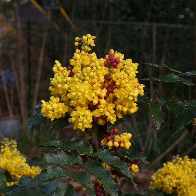 Oregon Grape Kicking Off The Bloom Season Early