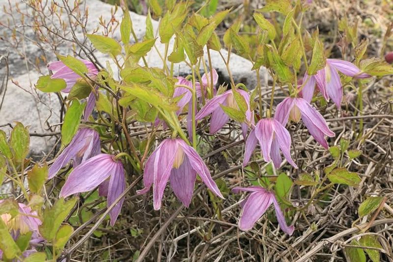 Rock Clematis