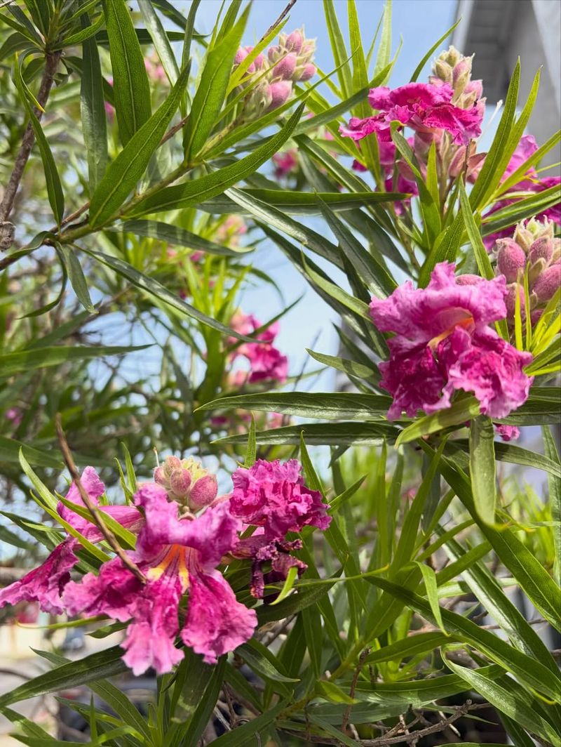 Desert Willow