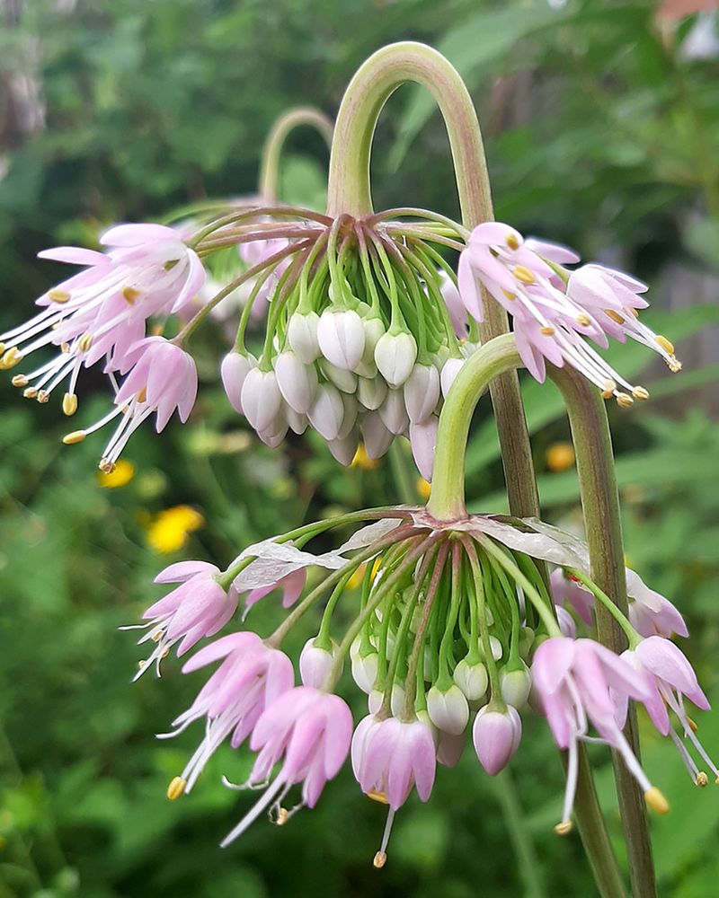 Nodding Onion