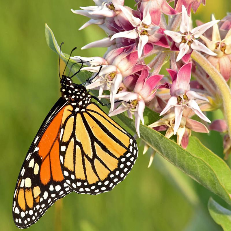 Showy Milkweed 