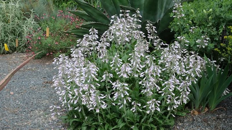 Penstemon Built For Feeding Visiting Birds
