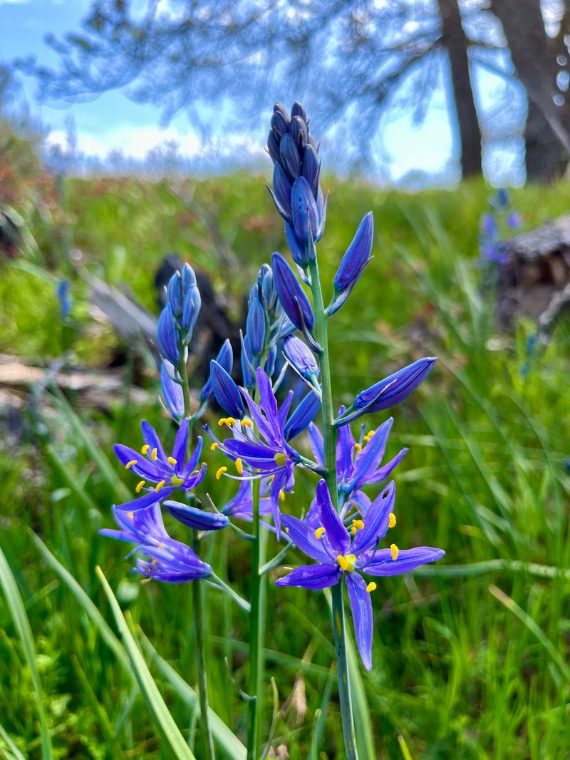 Camas For A Native Spring Show