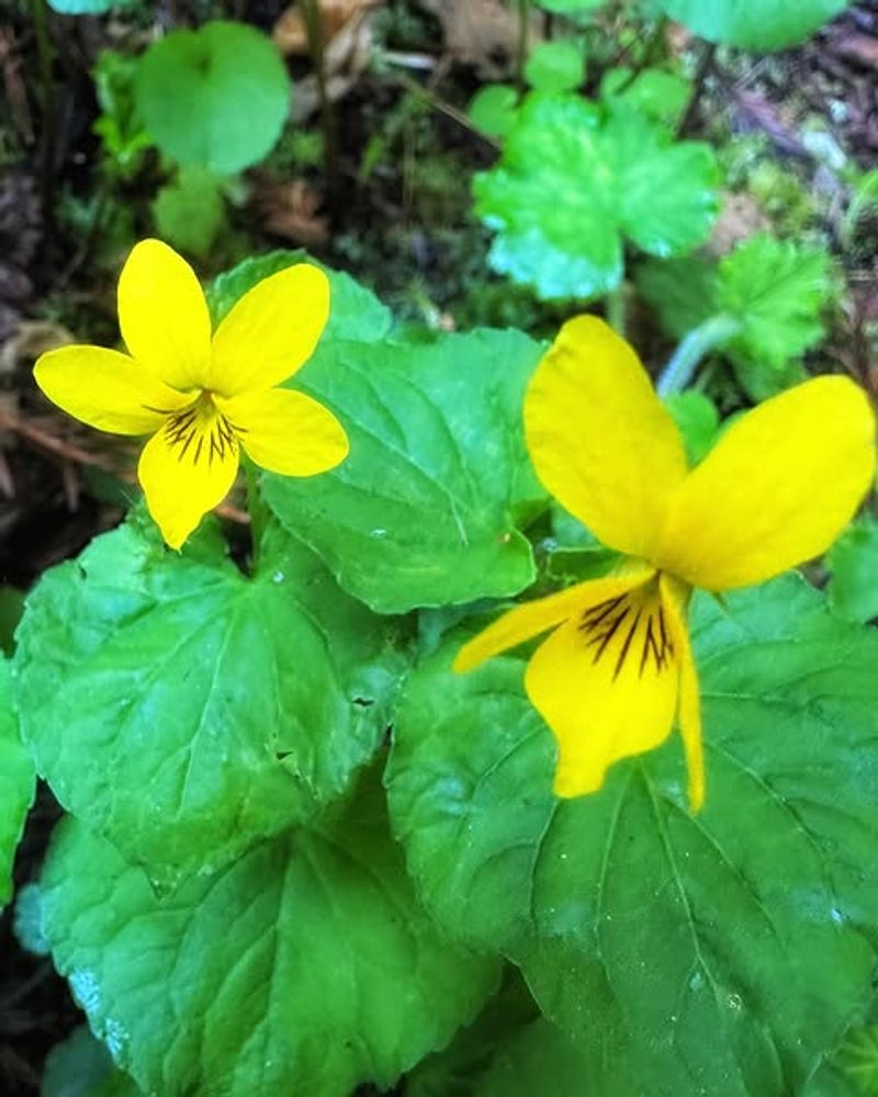 Stream Violet Low Grower For Damp Garden Edges