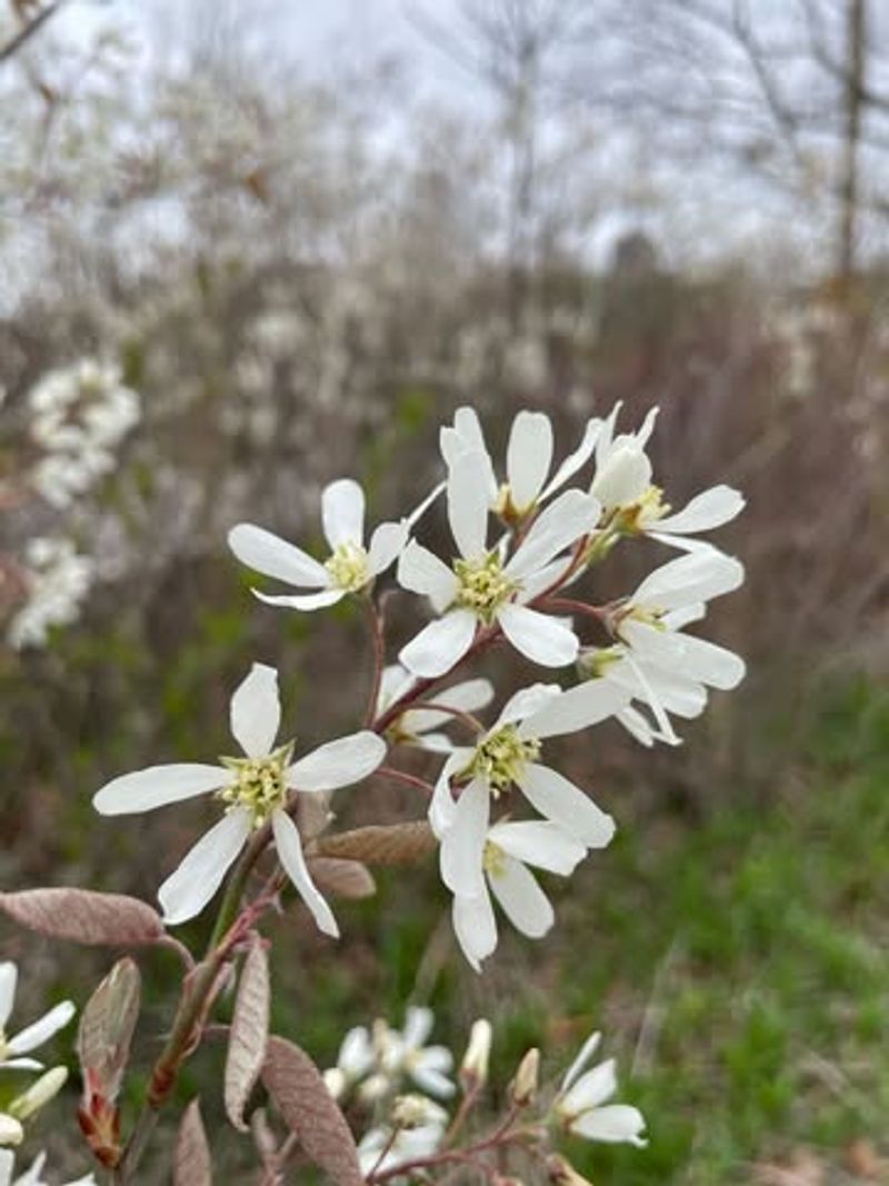 Pacific Serviceberry