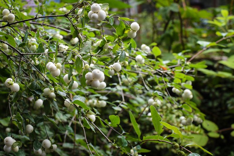 Snowberry Forms Dense Cover Birds Can Tuck Into