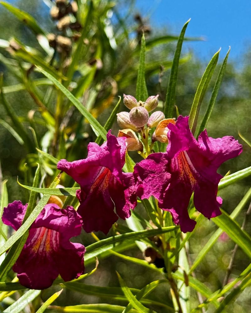 Desert Willow