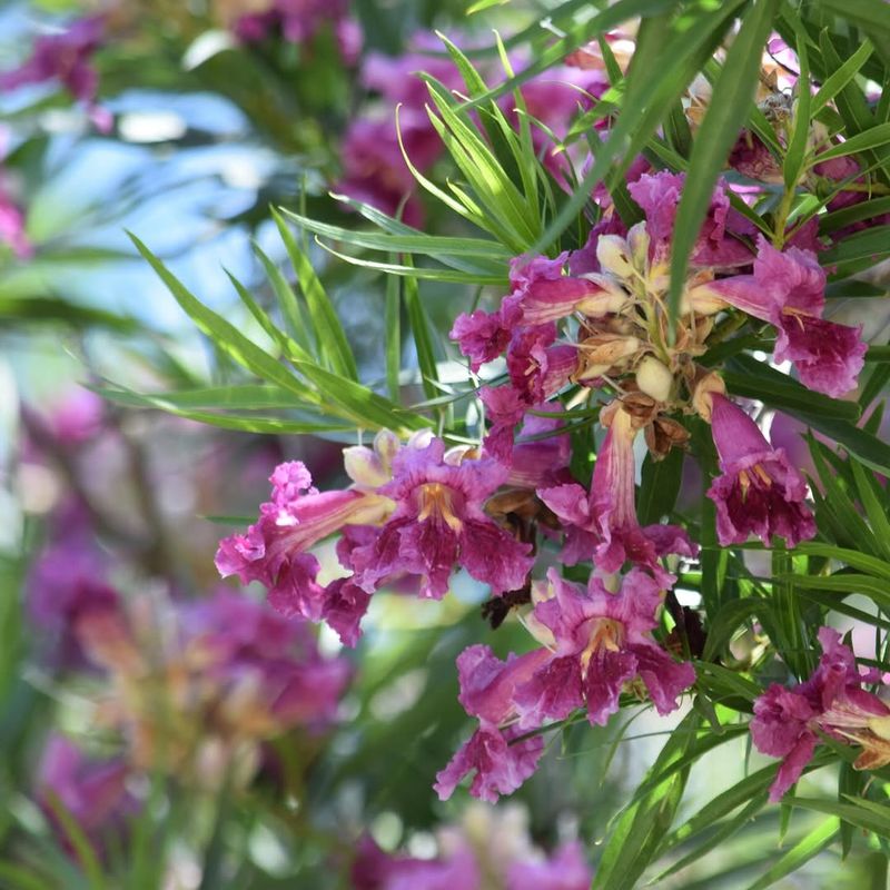 Desert Willow