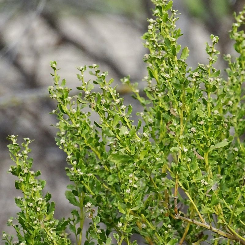 Coyote Brush Creates Dense Safe Cover For Birds