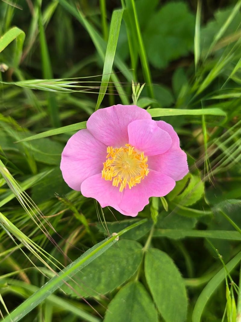 Wild Rose