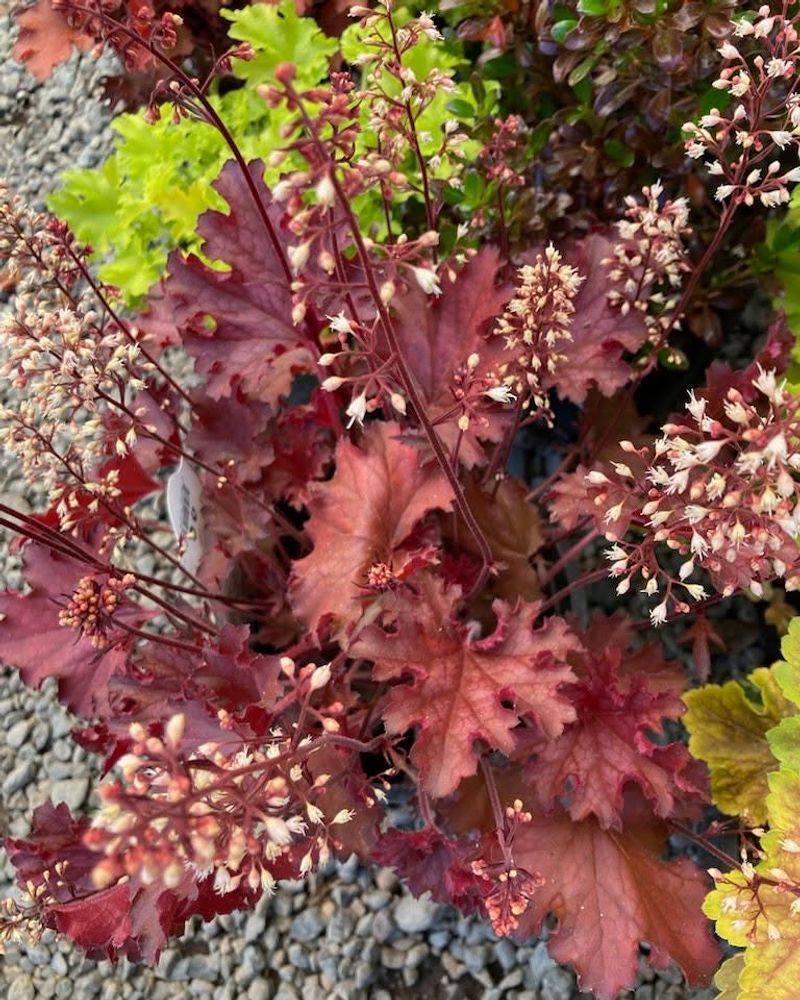 Coral Bells
