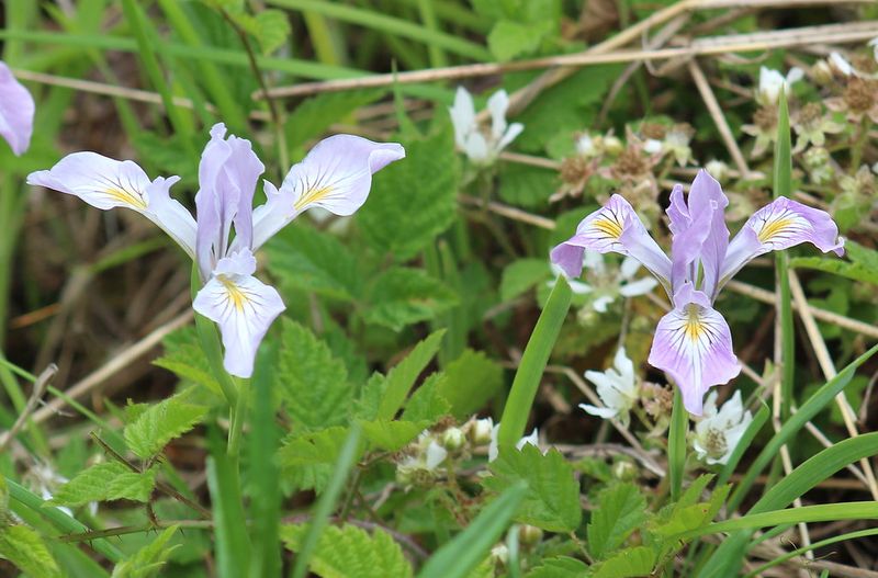 Oregon Iris