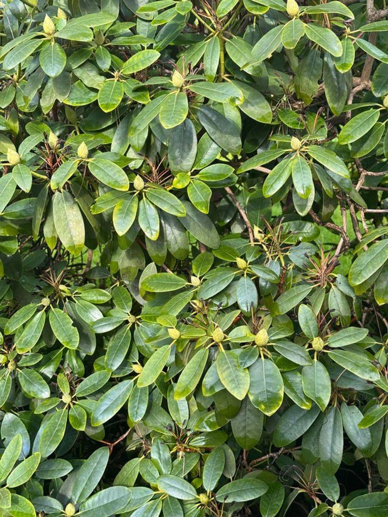 Older Inner Leaves May Be Aging Out Naturally