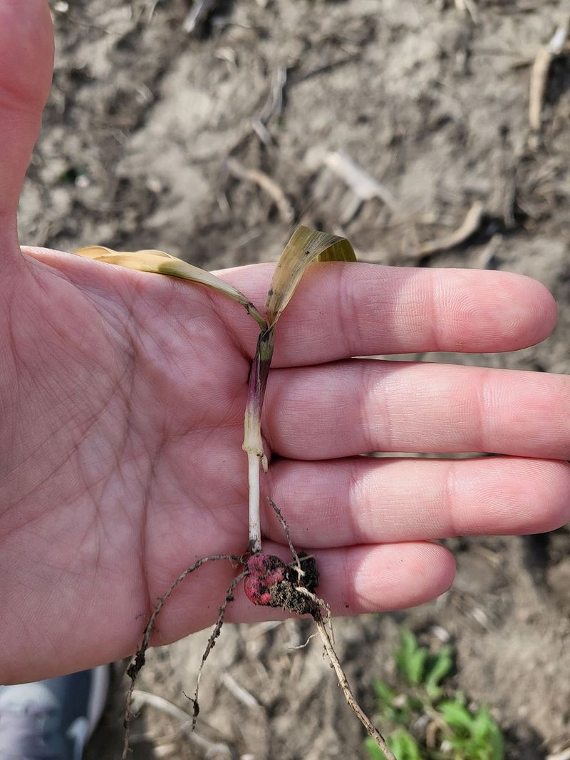 Frost Risk Damages Early Corn And Bean Seedlings