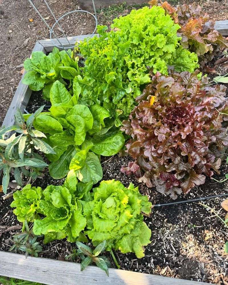 Focus On Cool-Season Crops In April