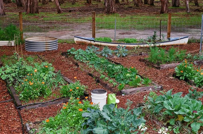 Skipping Mulch In Texas Heat