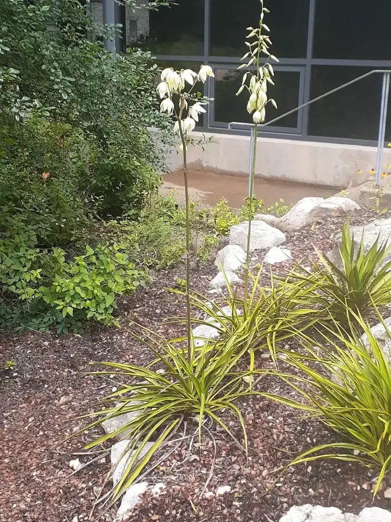 Twist-Leaf Yucca (Yucca Rupicola)