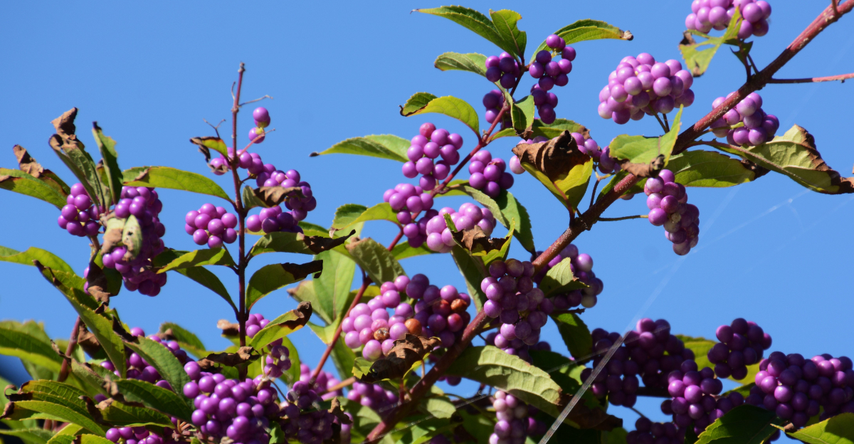 beautyberry