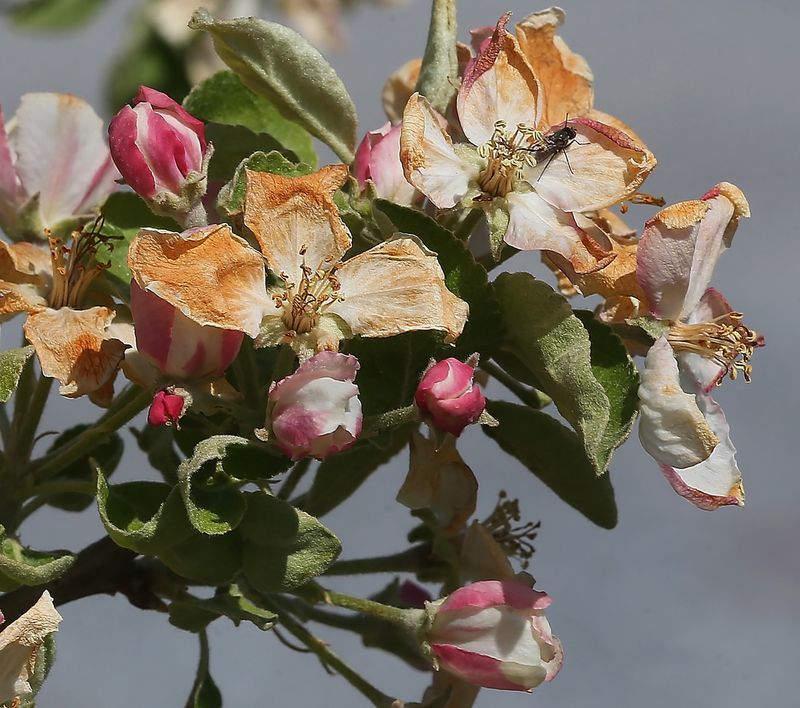 Open Apple Blossoms Are Highly Sensitive To Frost