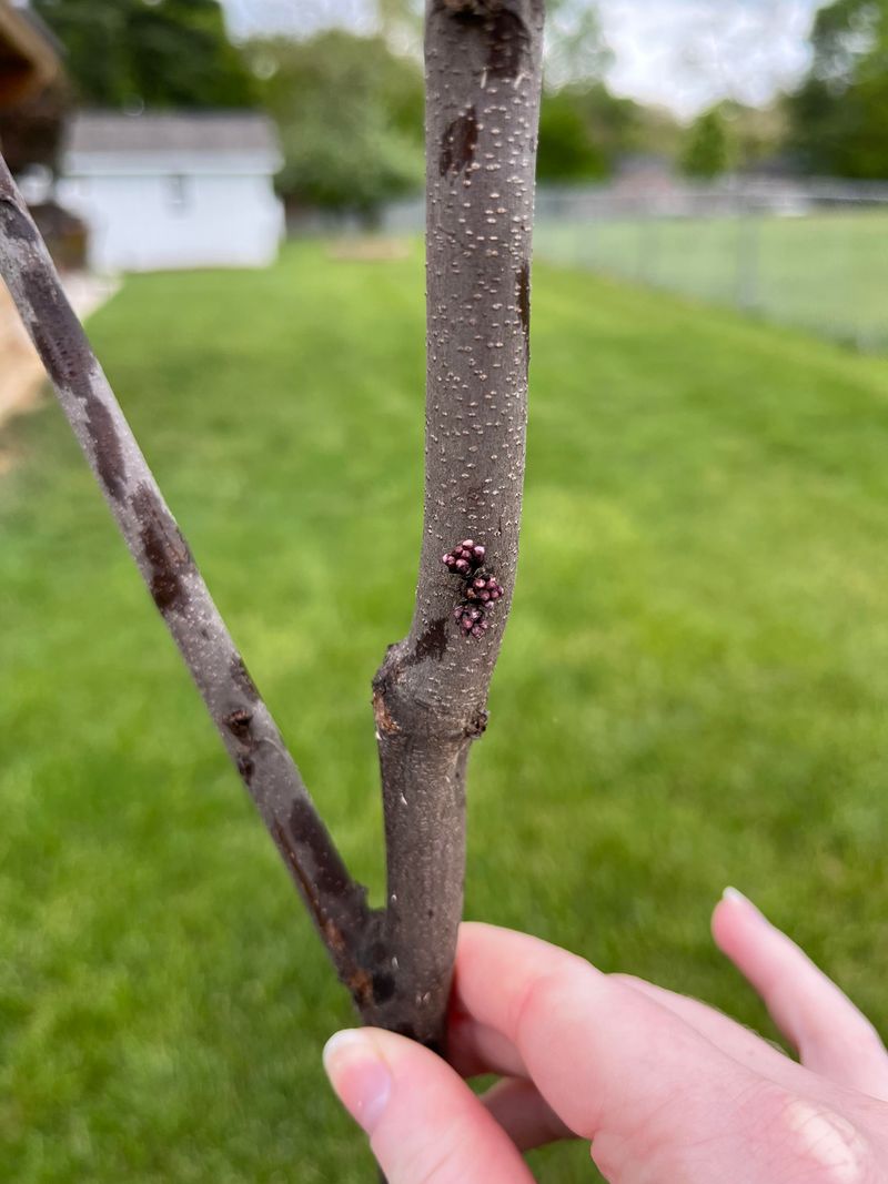 Open Redbud Flowers Are More Sensitive To Frost Than Buds