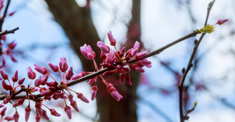 redbud tree