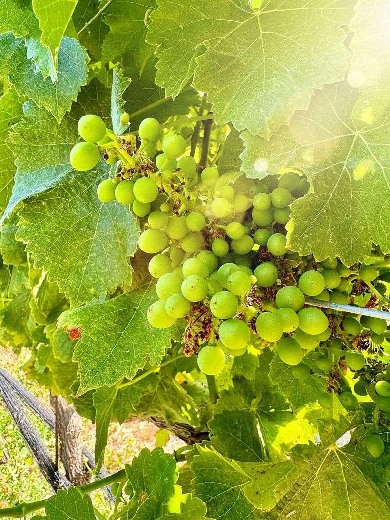 Full Sun Exposure Supports Strong Fruit Development