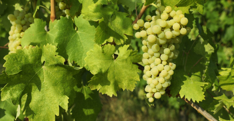 Grapevines (featured image)