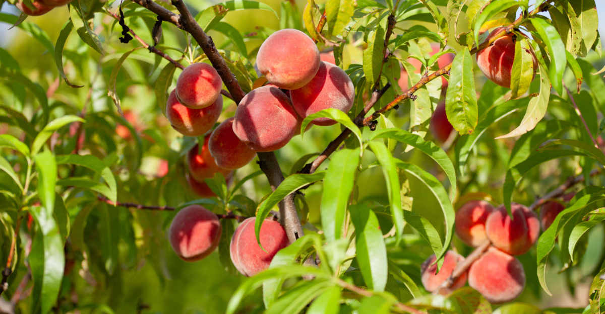 peach tree (featured image)