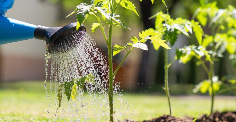 tomatoes (featured image)