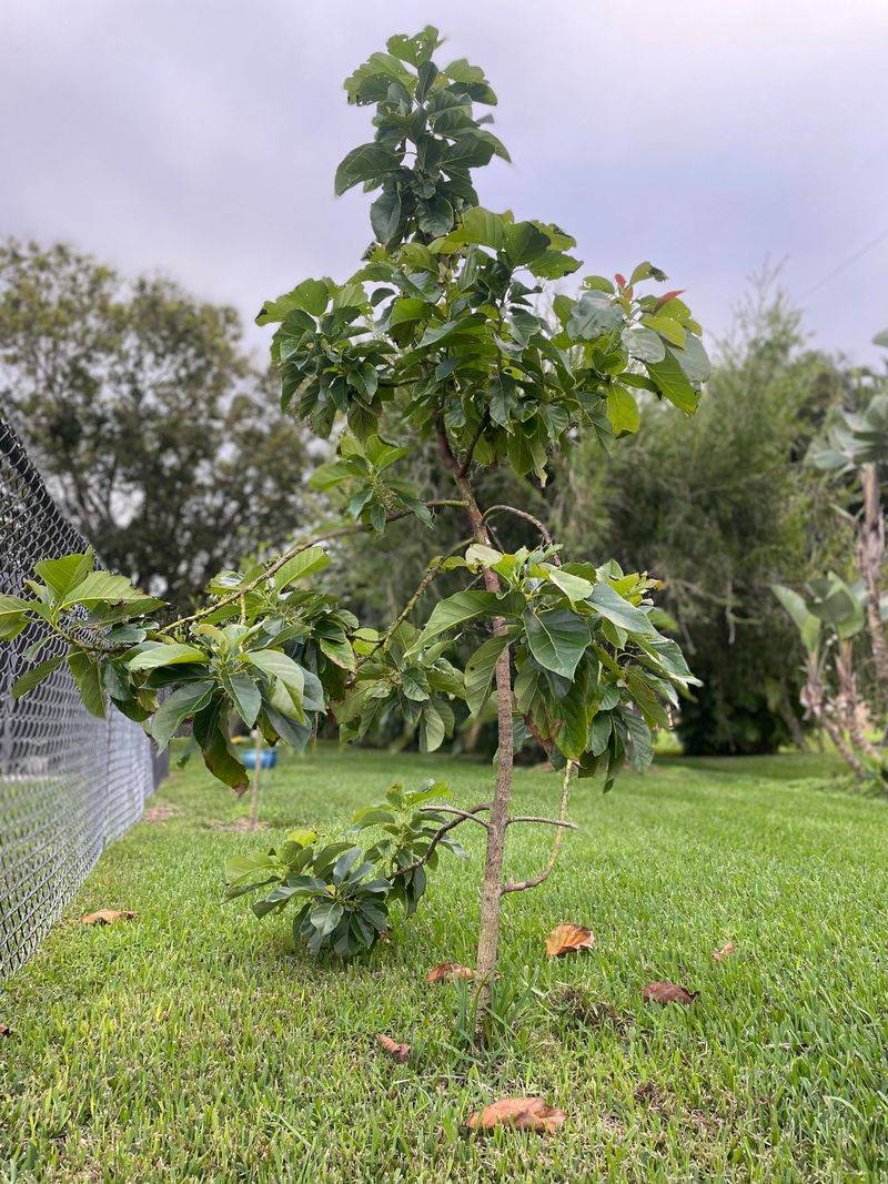 Why Hard Pruning Reduces Fruit