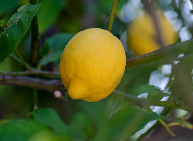 Lemon Trees That Thrive With Deep Soaks
