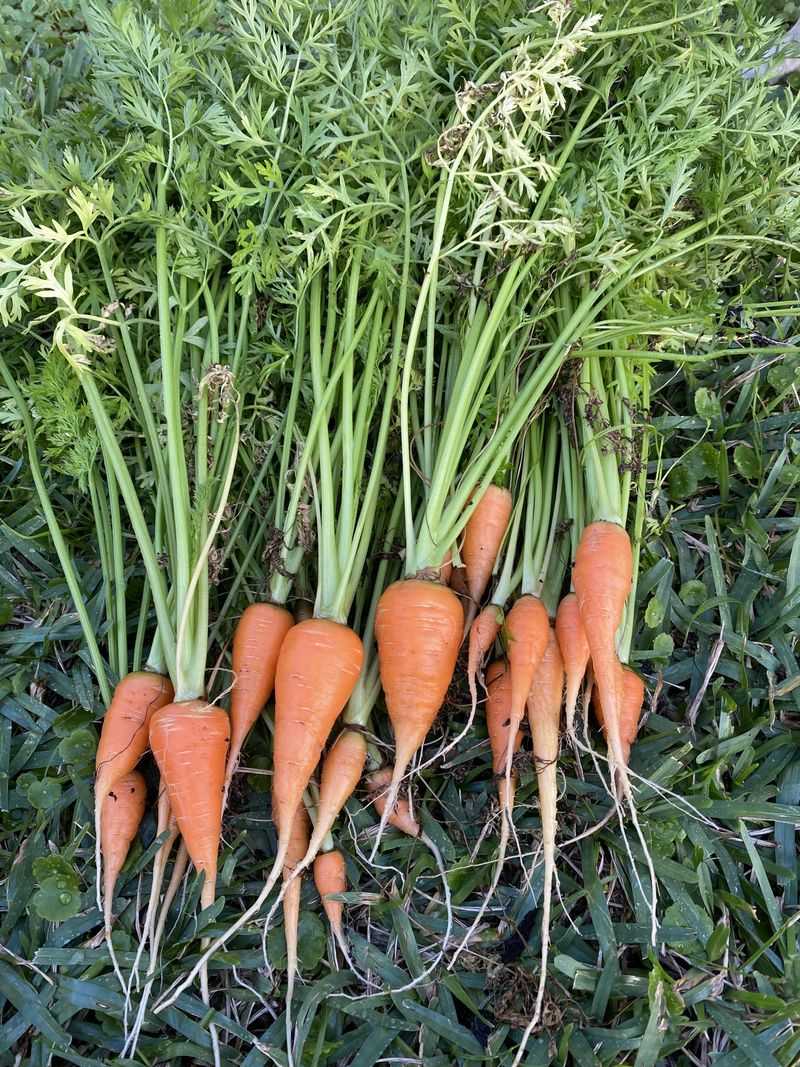 Carrots