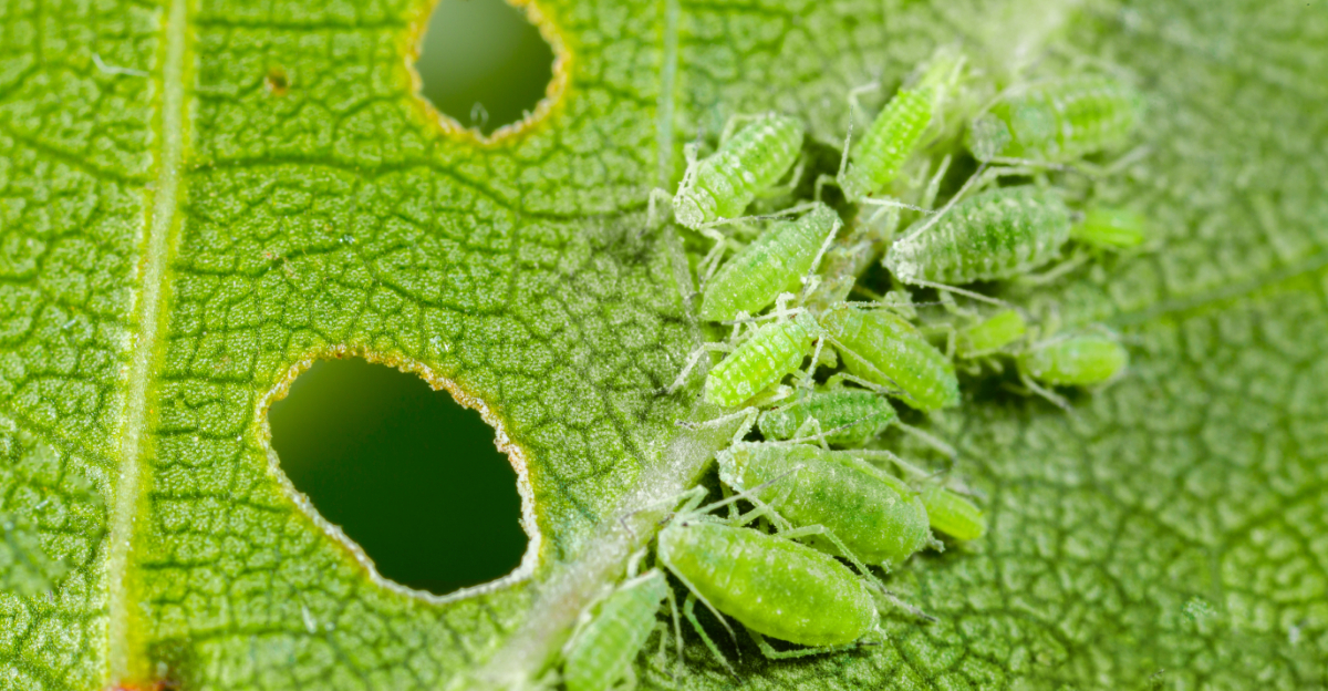 What California Gardeners Should Know About Aphid Season In Spring