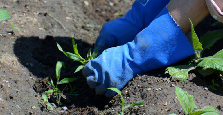 What California Vegetable Gardens Need In Late April For A Stronger Start