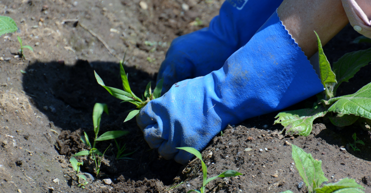 What California Vegetable Gardens Need In Late April For A Stronger Start