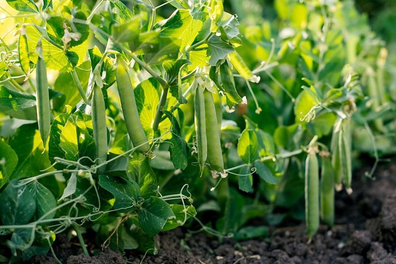 Peas (Pisum sativum)